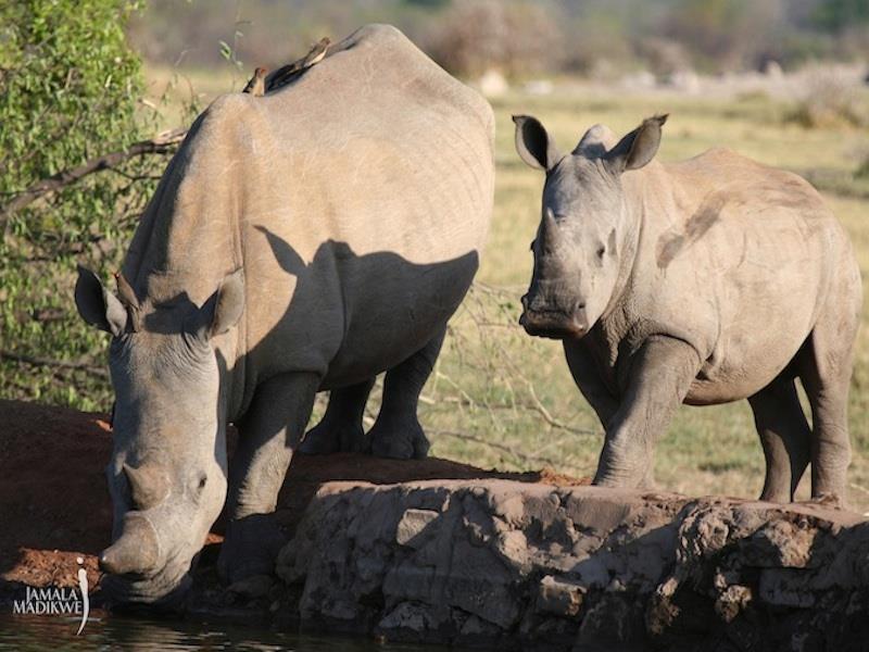 Jamala Madikwe Royal Safari Lodge Mochudi Εξωτερικό φωτογραφία