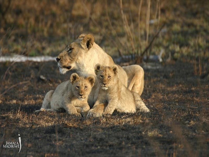 Jamala Madikwe Royal Safari Lodge Mochudi Εξωτερικό φωτογραφία