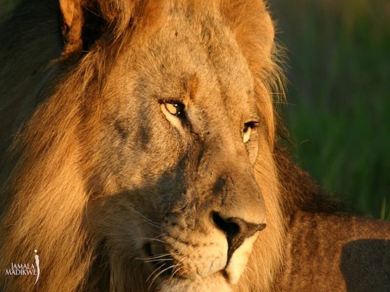 Jamala Madikwe Royal Safari Lodge Mochudi Εξωτερικό φωτογραφία